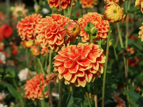 La Casa dei Sogni con Piscina Incantevole