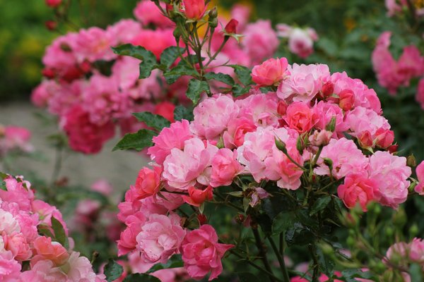 Idee Geniali per uno Stile di Vita Sereno